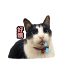 siao miao（個別スタンプ：10）