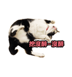 siao miao（個別スタンプ：14）