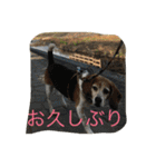 ハリーおじさんの楽しいスタンプです（個別スタンプ：37）