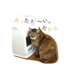 ミーミときどき、くろとら（個別スタンプ：5）