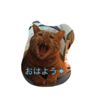 デブ猫（個別スタンプ：1）