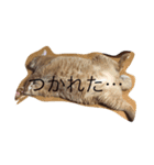 デブ猫（個別スタンプ：2）