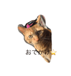 デブ猫（個別スタンプ：6）