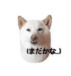 ほのぼのきなこちゃん（個別スタンプ：17）