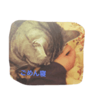 リアル猫です（個別スタンプ：5）