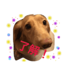 ミニチュアダックス のプリンくん（個別スタンプ：11）
