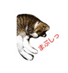 しゃべるねこ なーちゃん（個別スタンプ：7）
