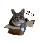 しゃべるねこ なーちゃん（個別スタンプ：19）