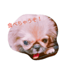 ペキニーズ スタンプ（個別スタンプ：1）