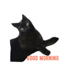 黒猫カルビ2（個別スタンプ：5）