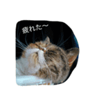 はー子01（個別スタンプ：11）