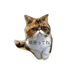 はー子01（個別スタンプ：14）
