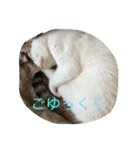 日本猫ルル＆レン（個別スタンプ：3）