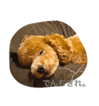 あずきの生活。（個別スタンプ：3）