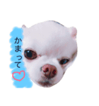 愛犬こた（個別スタンプ：1）