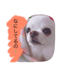 愛犬こた（個別スタンプ：4）