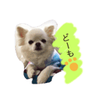 愛犬こた（個別スタンプ：5）