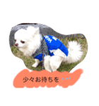 愛犬こた（個別スタンプ：6）