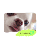 愛犬こた（個別スタンプ：8）