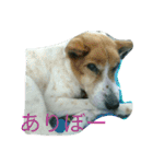 アルとぼー2（個別スタンプ：15）