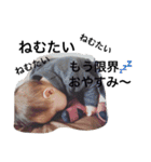 kuma baby 89（個別スタンプ：20）
