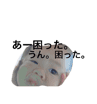 kuma baby 89（個別スタンプ：32）