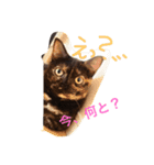 はまあおスタンプ（個別スタンプ：3）