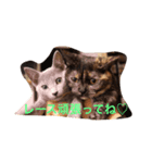 はまあおスタンプ（個別スタンプ：8）