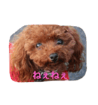 ふんわりトイプードルVol.2（個別スタンプ：5）