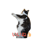 はちわれ猫 たび 2（個別スタンプ：1）