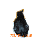 はちわれ猫 たび 2（個別スタンプ：2）