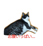 はちわれ猫 たび 2（個別スタンプ：3）
