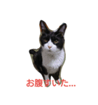 はちわれ猫 たび 2（個別スタンプ：4）