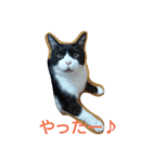 はちわれ猫 たび 2（個別スタンプ：5）