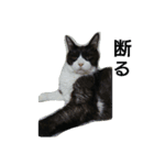 はちわれ猫 たび 2（個別スタンプ：6）