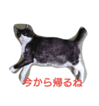 はちわれ猫 たび 2（個別スタンプ：7）