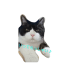 はちわれ猫 たび 2（個別スタンプ：11）