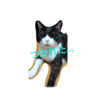 はちわれ猫 たび 2（個別スタンプ：13）