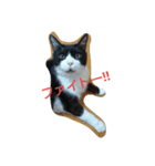 はちわれ猫 たび 2（個別スタンプ：14）