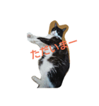 はちわれ猫 たび 2（個別スタンプ：15）