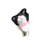 はちわれ猫 たび 2（個別スタンプ：16）