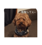 ココアの気持ち（個別スタンプ：7）
