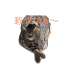 関西の猫さんたち。（個別スタンプ：5）