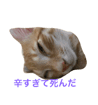 あさりとししゃも（個別スタンプ：3）
