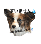 モモとハッピーの日常（個別スタンプ：4）