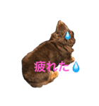 モモとハッピーの日常（個別スタンプ：6）
