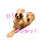 モモとハッピーの日常（個別スタンプ：8）