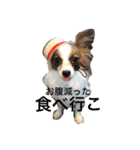 モモとハッピーの日常（個別スタンプ：9）