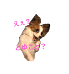 モモとハッピーの日常（個別スタンプ：10）