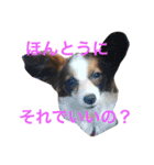 モモとハッピーの日常（個別スタンプ：12）